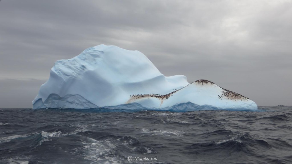 Pinguinkolonie auf Eisberg