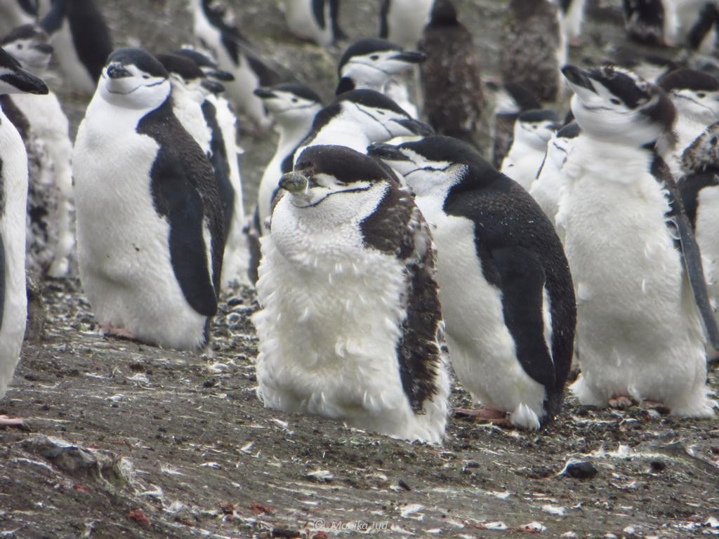 Zügelpinguine auf Deception Island- z.B. ein Grund für Antarktis-Reisen