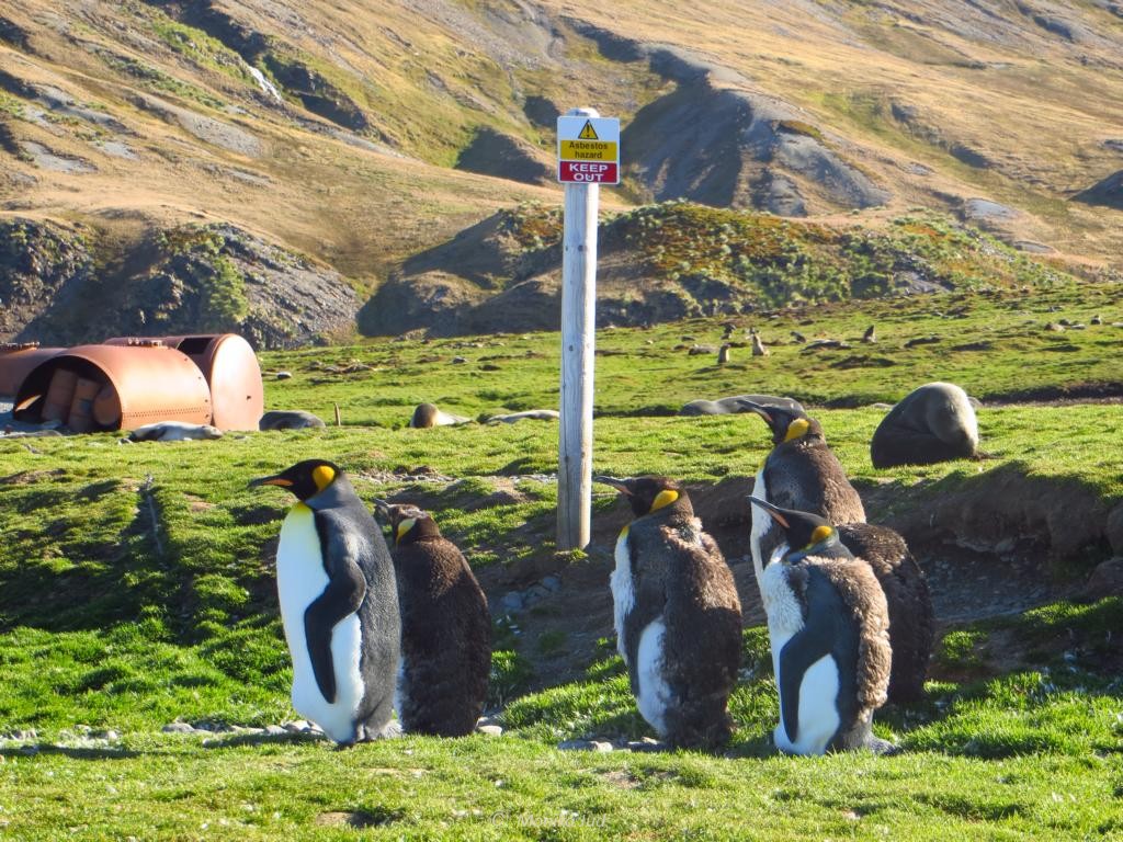 Königspinguine vor dem Warnhinweisen der alten Walfangstation: