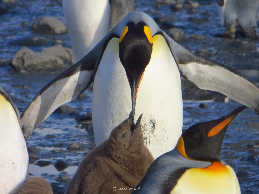 Königspinguin-Eltern bei der Fütterung auf einer Antarktis-Kreuzfahrt