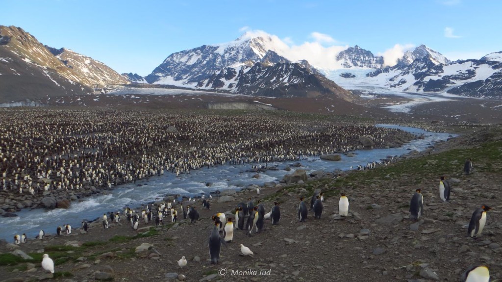 Panorama Südgeorgien mit Pinguinkolonie - brütende, behütende und wachsende Pinguine soweit das Auge reicht