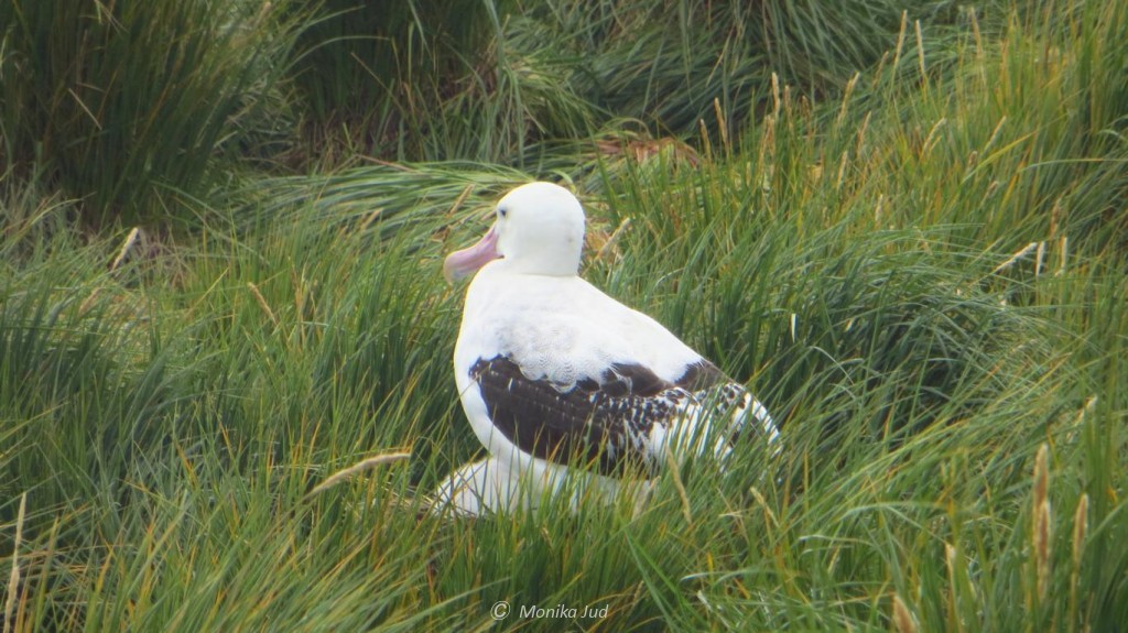ein Wanderalbatros auf Prion-Island mit fast verstecktem Küken
