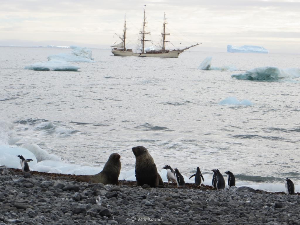 Pinguine und Pelzrobben - Bark Europa im Hintergund