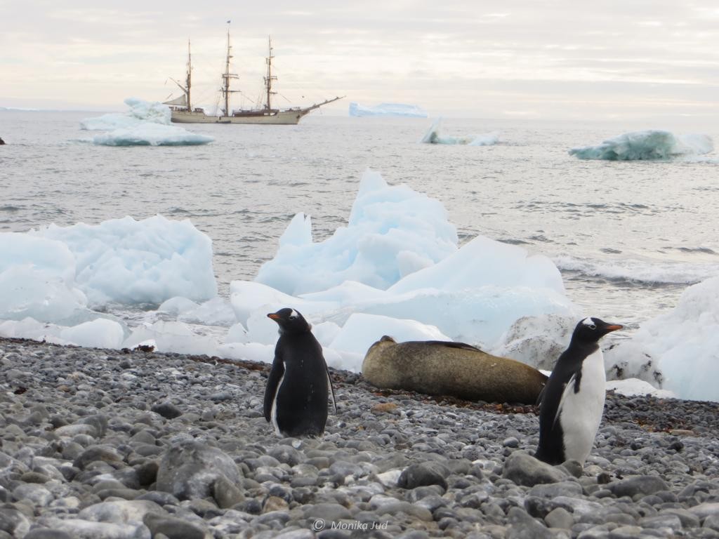 Pinguine und Pelzrobben - Bark Europa im Hintergund