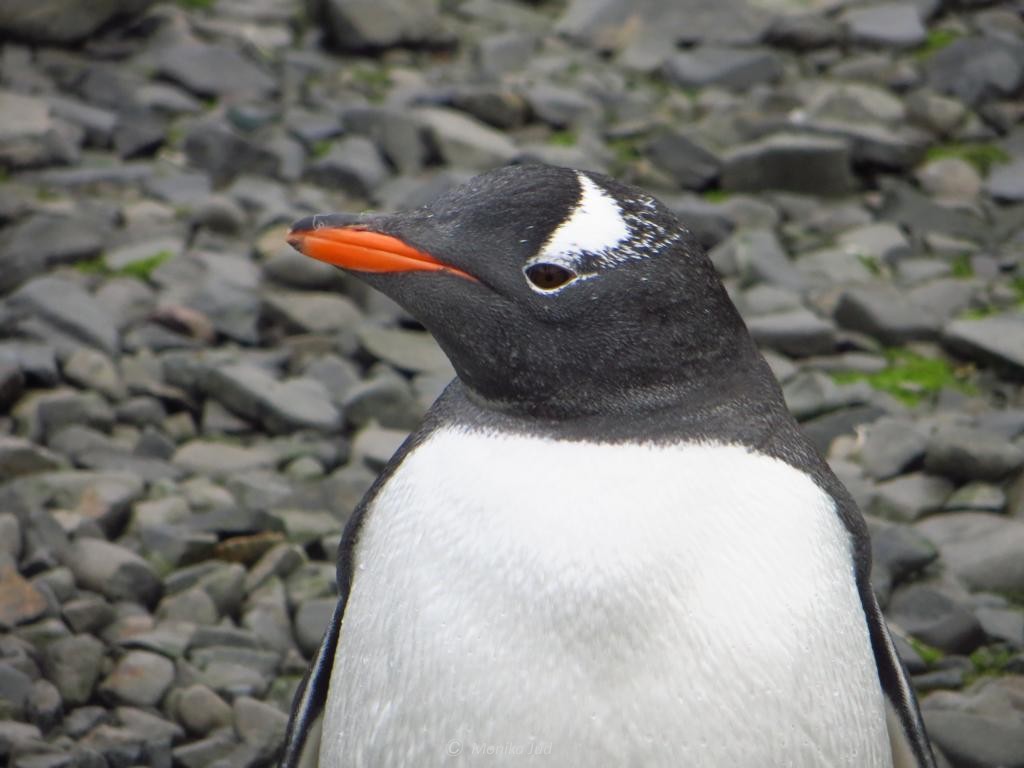 Eselspinguine auf der Basis Esperanza