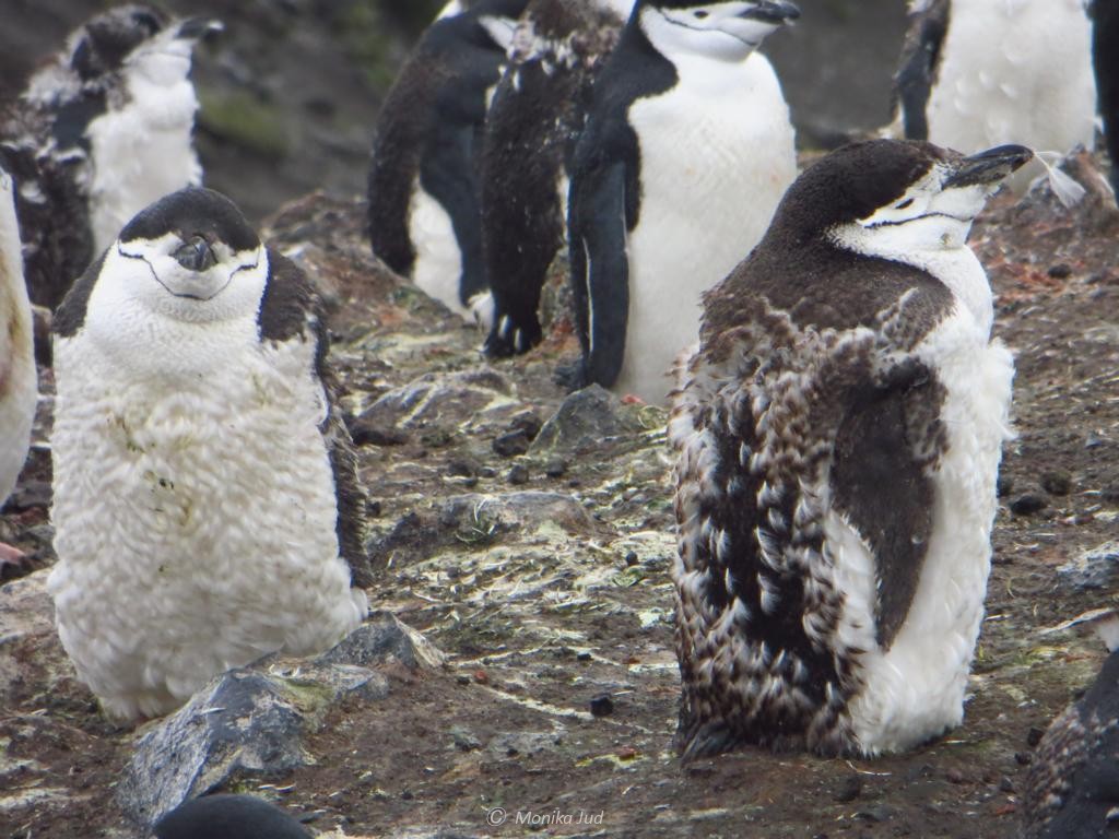 Zügelpinguine - auch Kehlstreifpinguine genannt - auf Deception Island