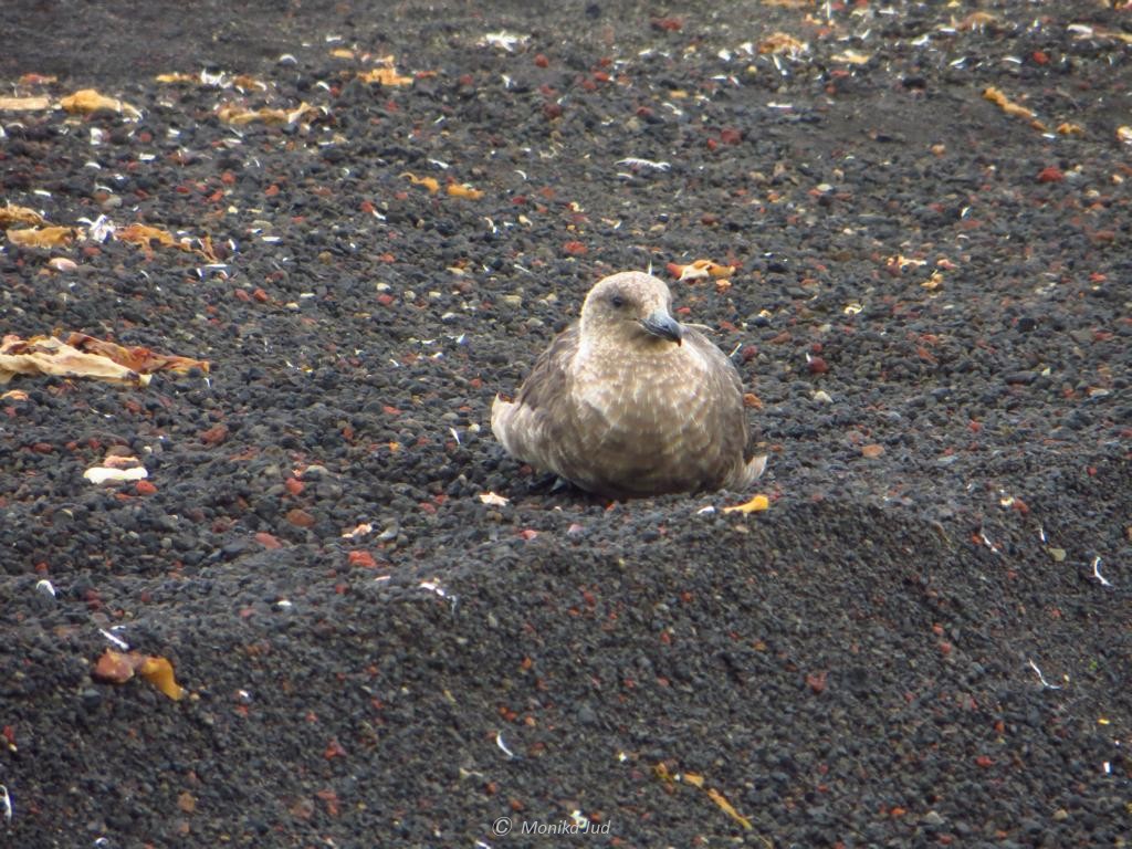 Skua auf Deception Island