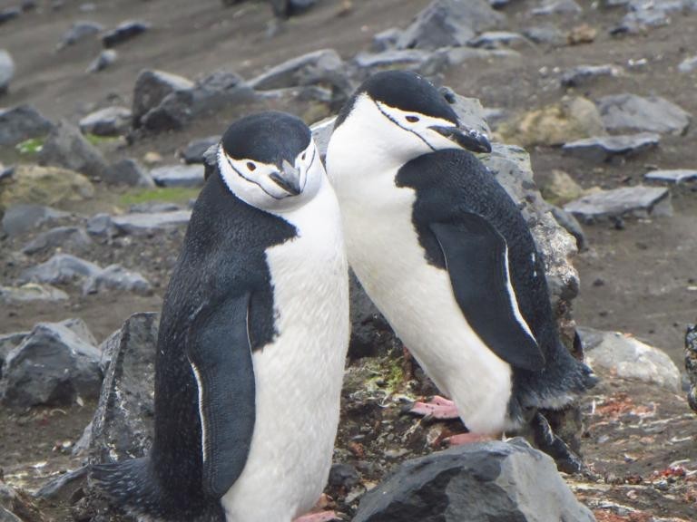 Zügelpinguine - auch Kehlstreifpinguine genannt - auf Deception Island