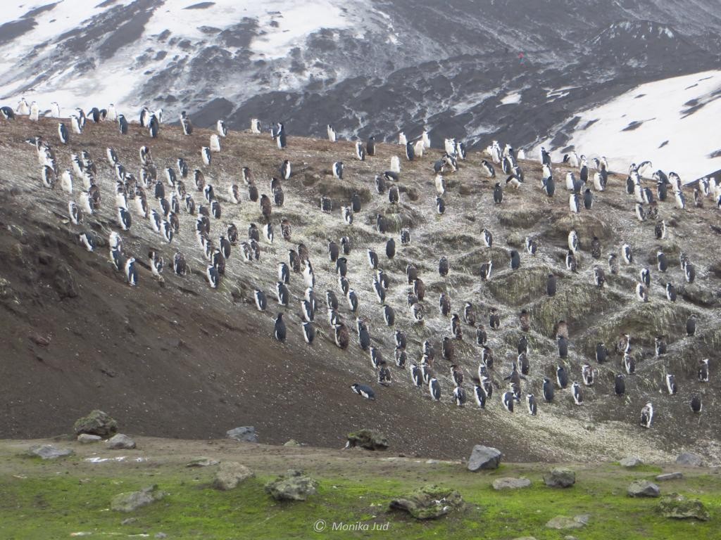 Kolonie von Zügelpinguinen auf Deception Island