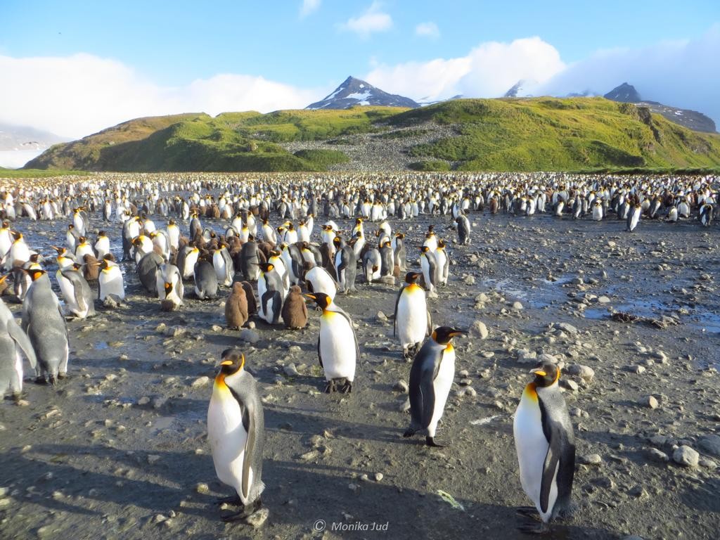 Kolonie Salisbury Plains - Königspinguine soweit das Auge reicht