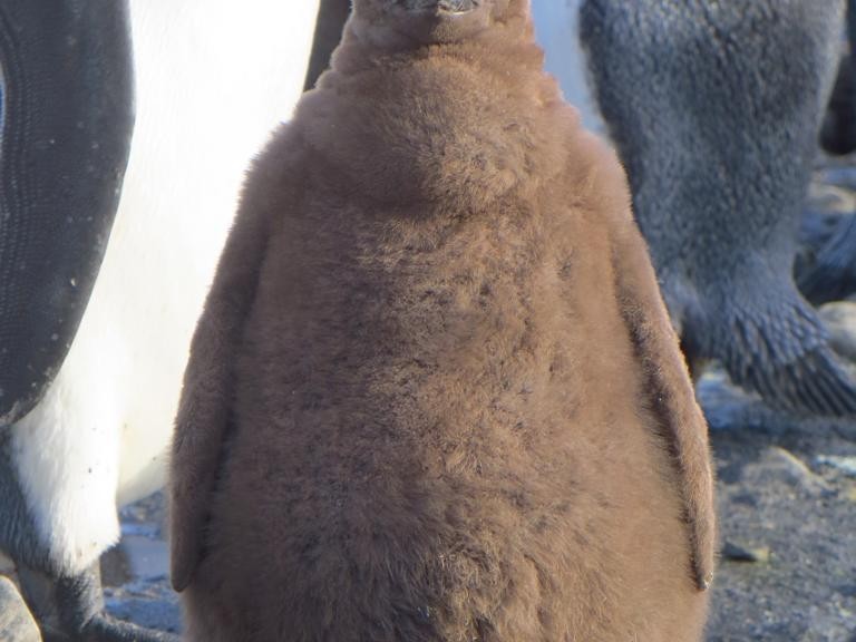 ein Königspinguin-Küken mit dem braunen Küken-Fell auf Süd-Georgien