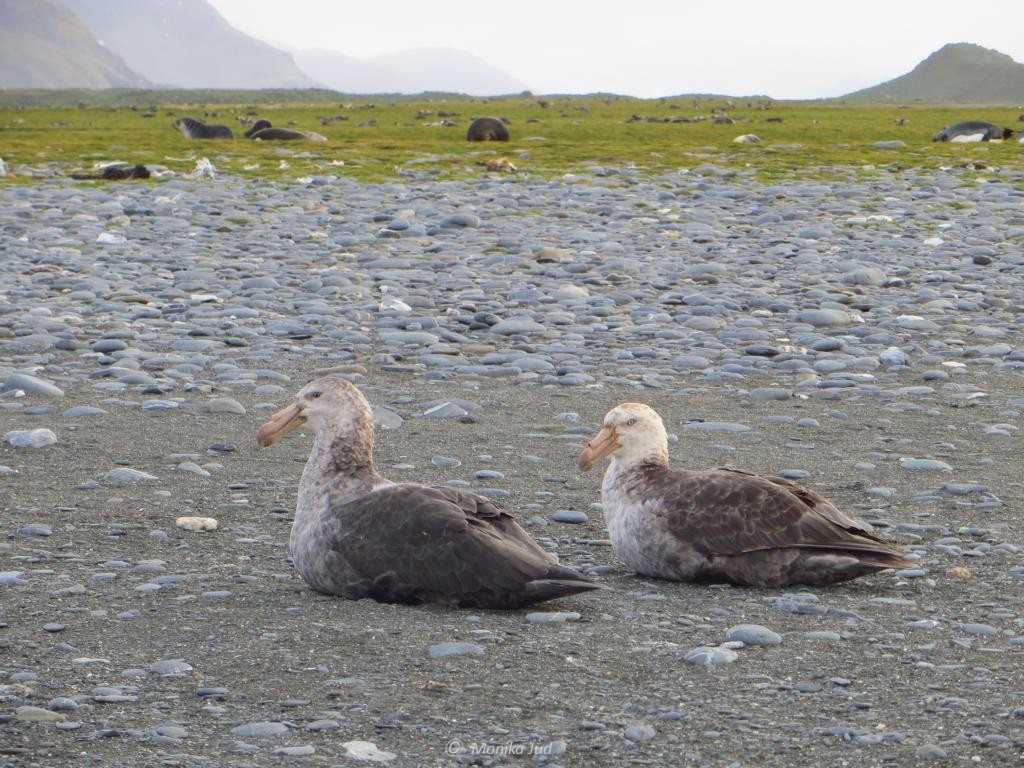 Skuas auf Südgeorgien - Piraten der Lüfte