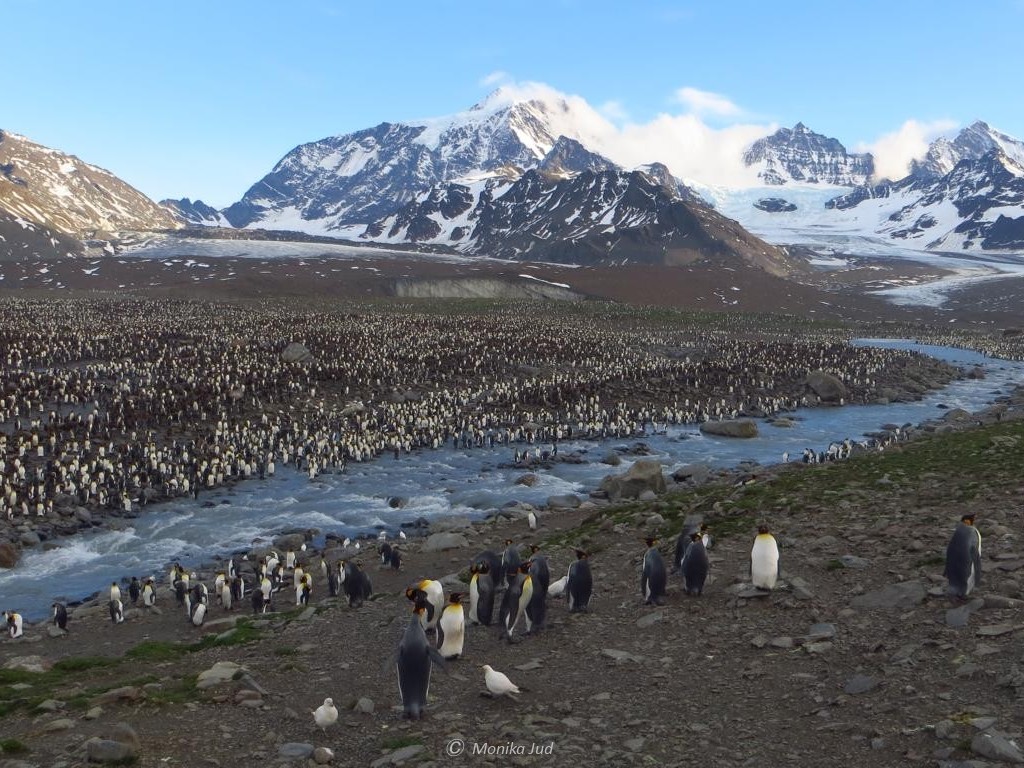 Panorama Südgeorgien mit Pinguinkolonie - brütende, behütende und wachsende Pinguine soweit das Auge reicht