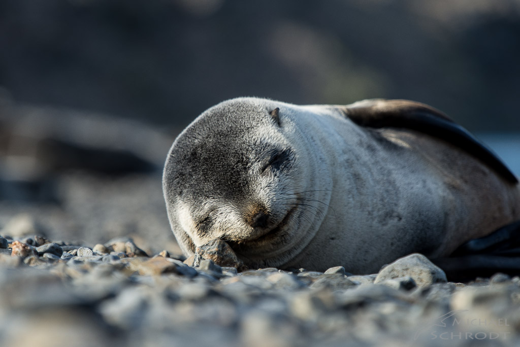 dreaming seal - Fotografie von Michael Schrodt