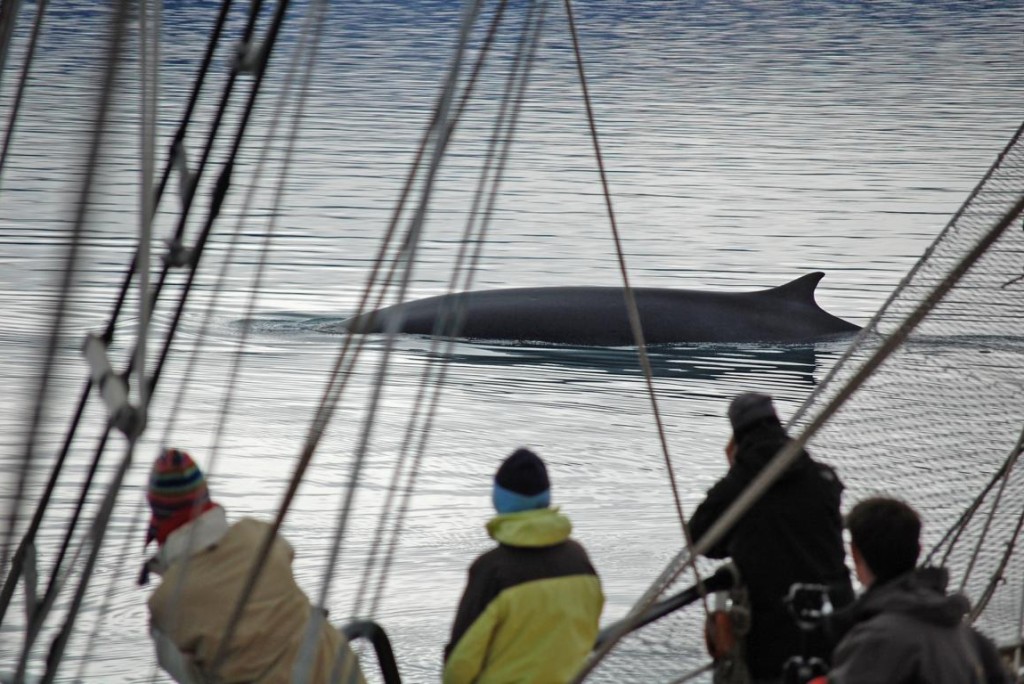Spitzbergen Woodfjorden